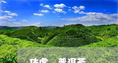 体虚 普洱茶/2023042782046